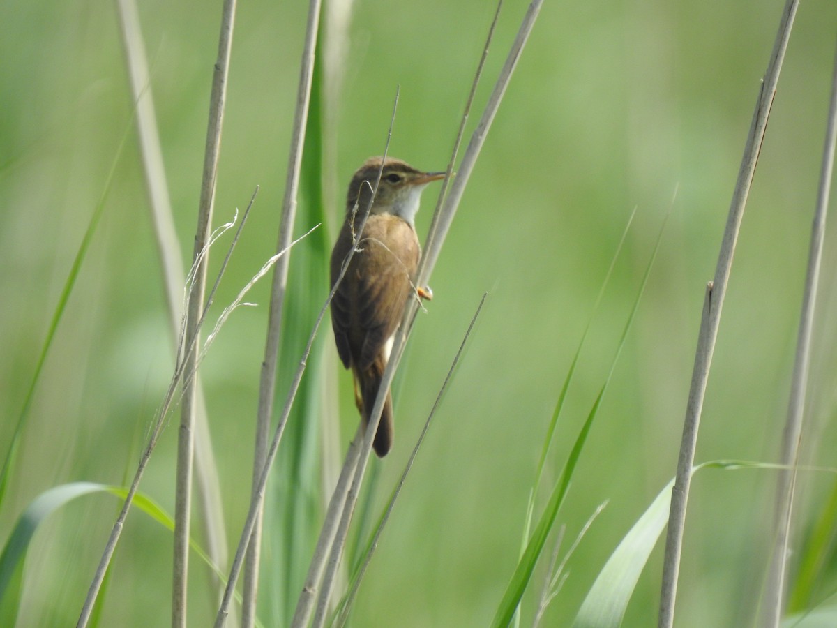 Common Reed Warbler - ML589602081