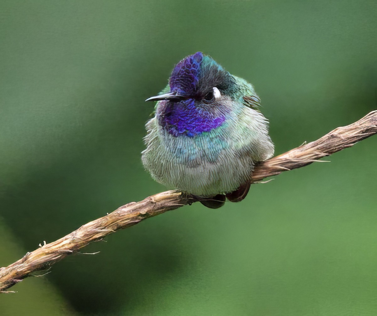 Violet-headed Hummingbird - ML589605171