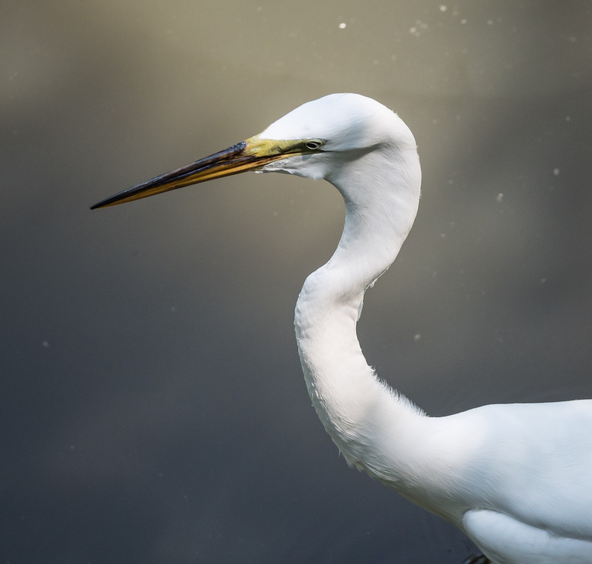 Great Egret - Gerald McGee