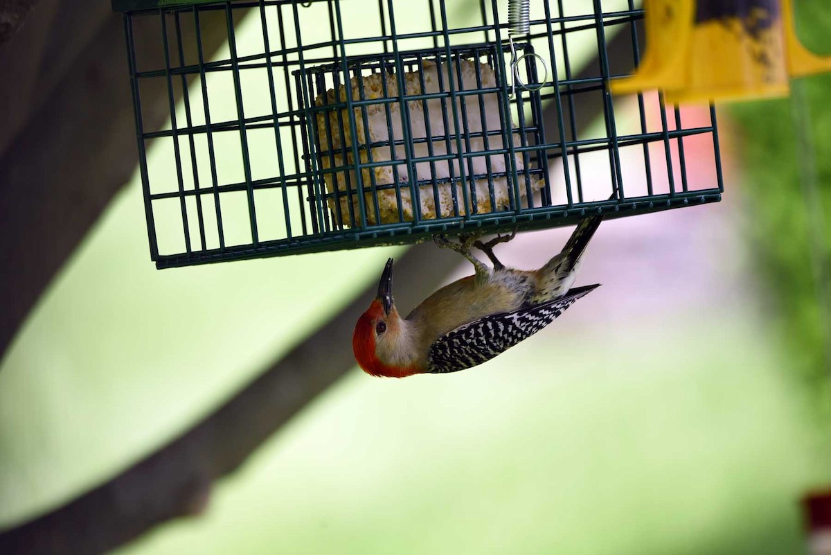Red-bellied Woodpecker - ML58961221