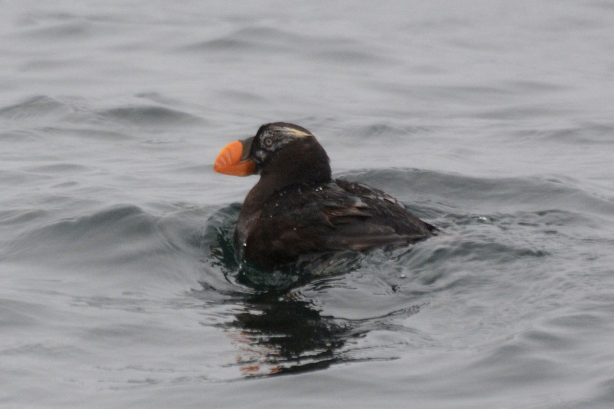 Tufted Puffin - ML58961231
