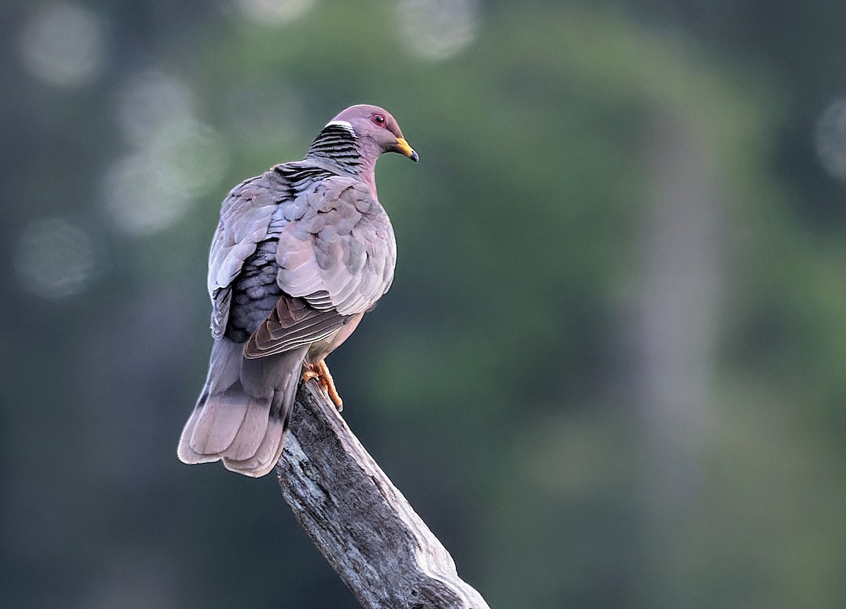 Band-tailed Pigeon - ML589614081