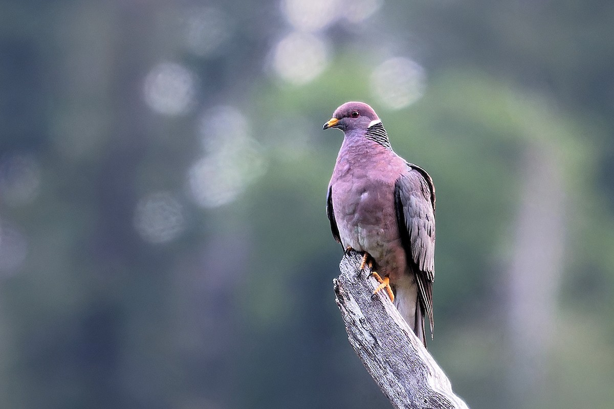 Band-tailed Pigeon - Aidan Brubaker
