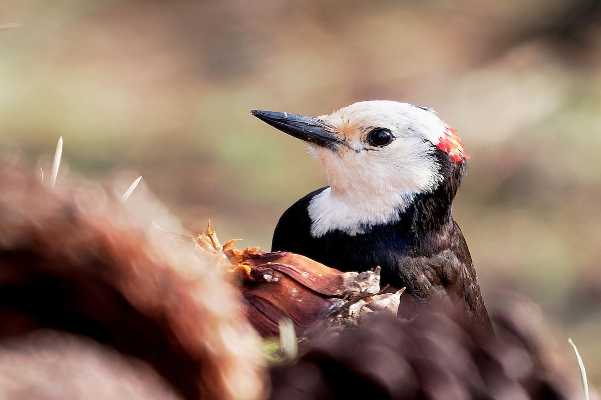 White-headed Woodpecker - Aidan Brubaker