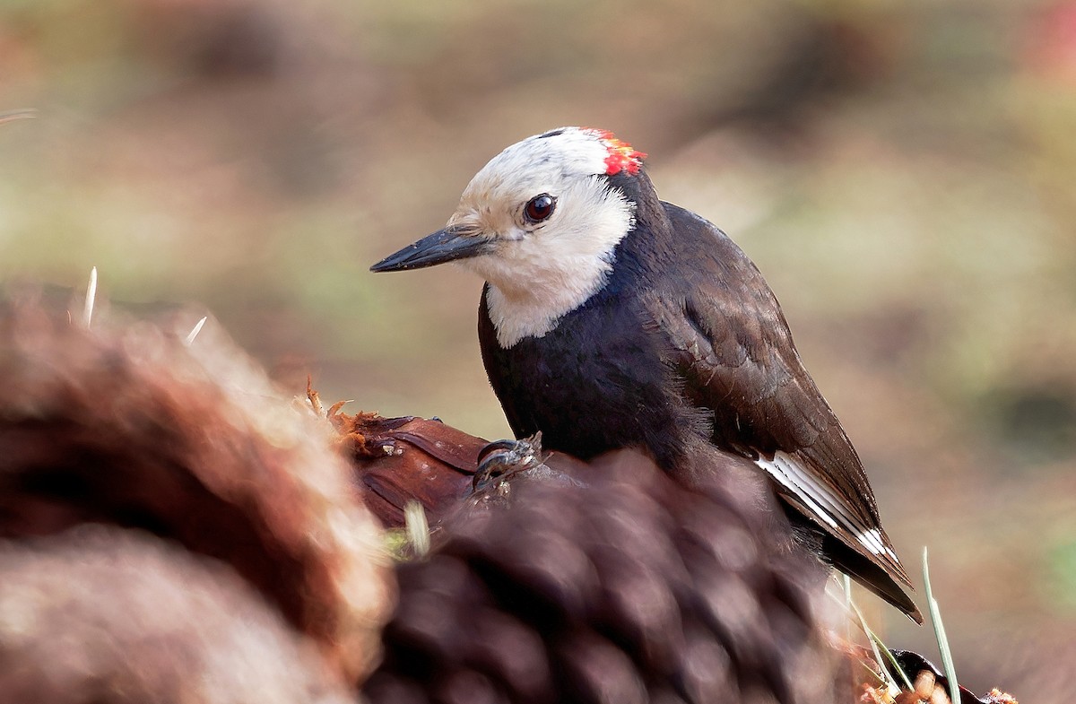 White-headed Woodpecker - ML589614151