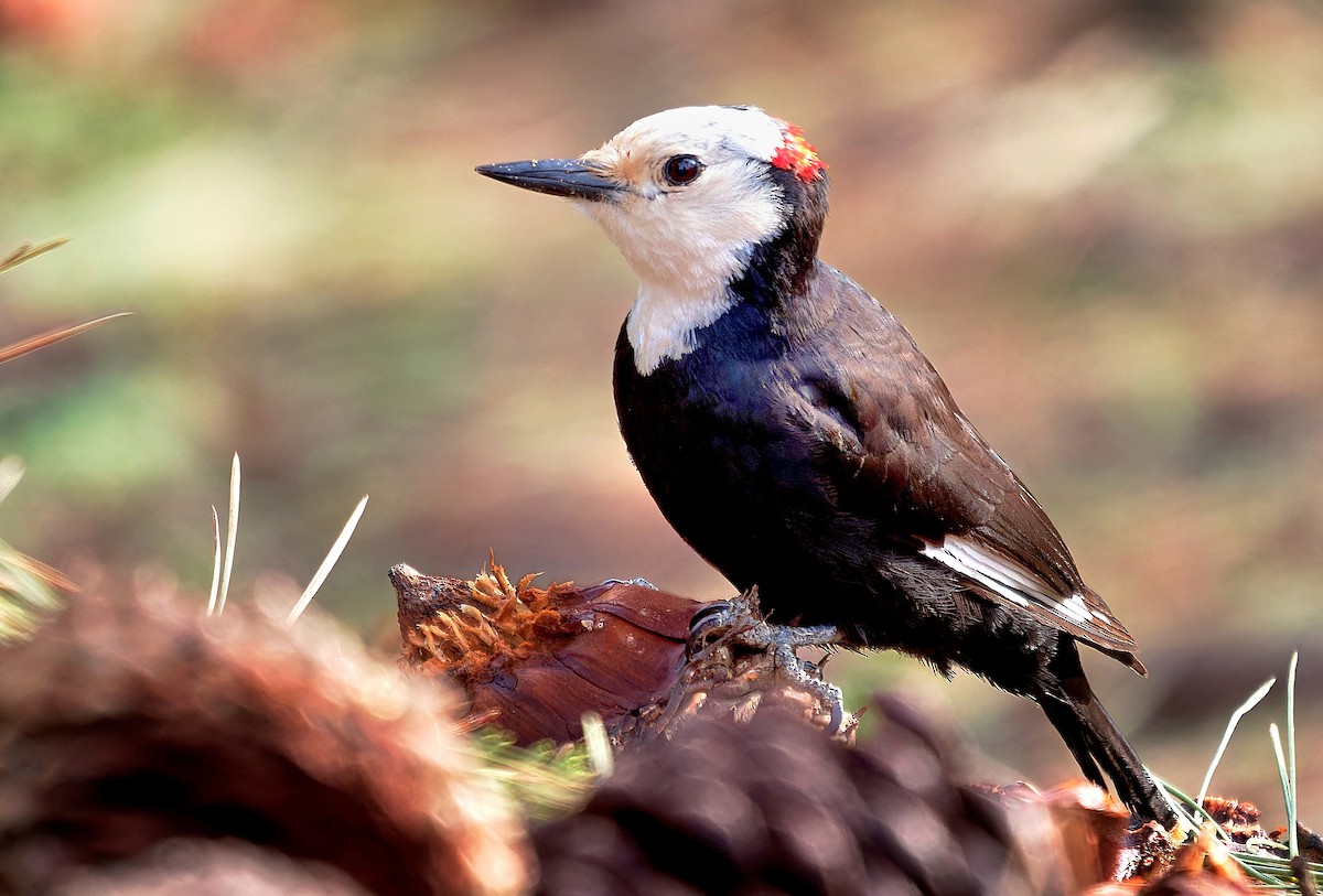White-headed Woodpecker - Aidan Brubaker