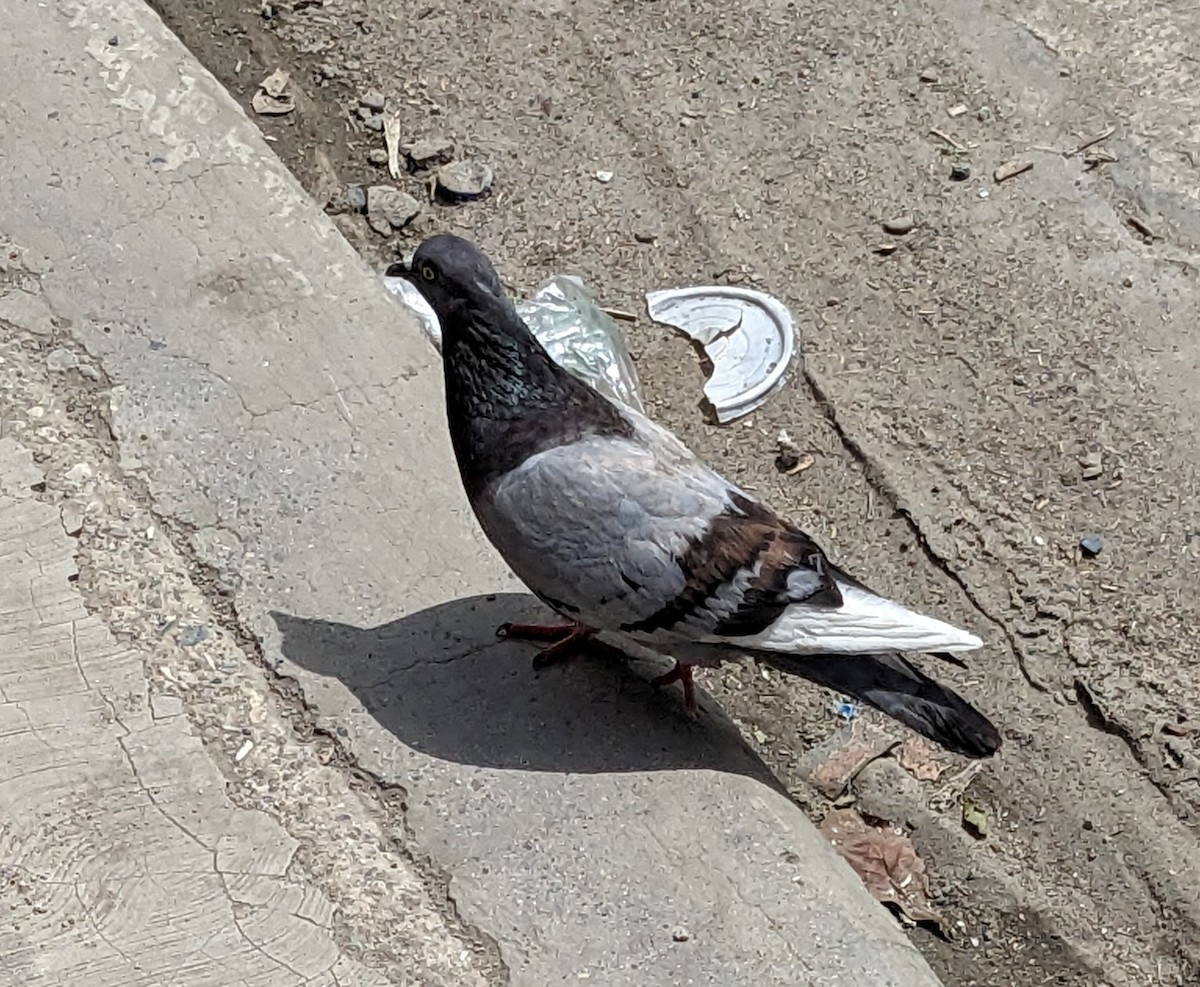 Rock Pigeon (Feral Pigeon) - ML589614991