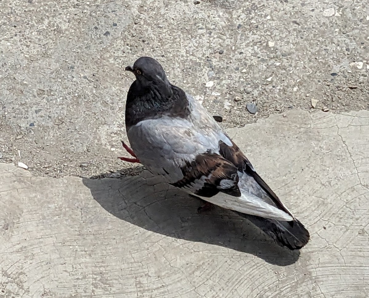 Pigeon biset (forme domestique) - ML589615001