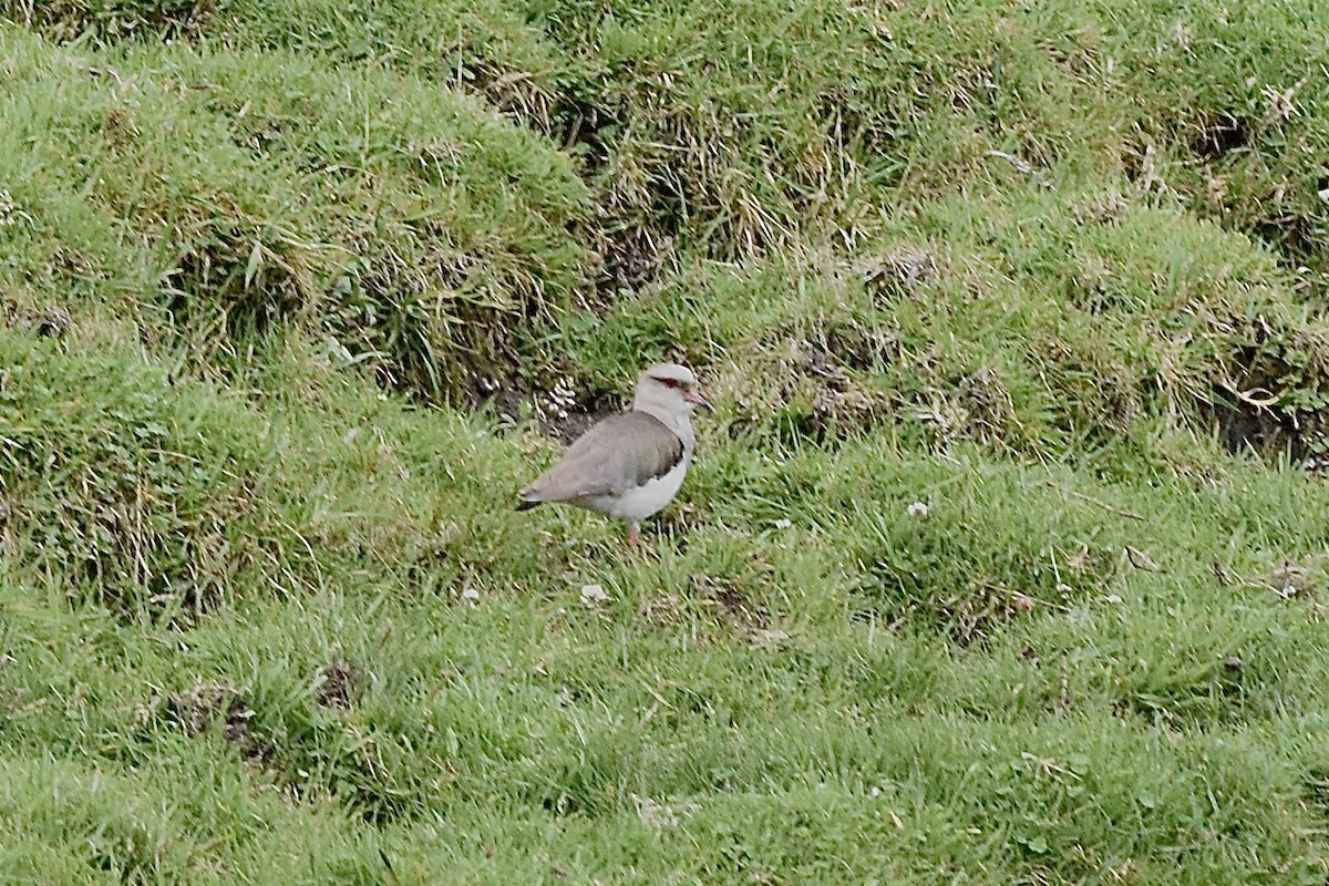 Andean Lapwing - ML589615901
