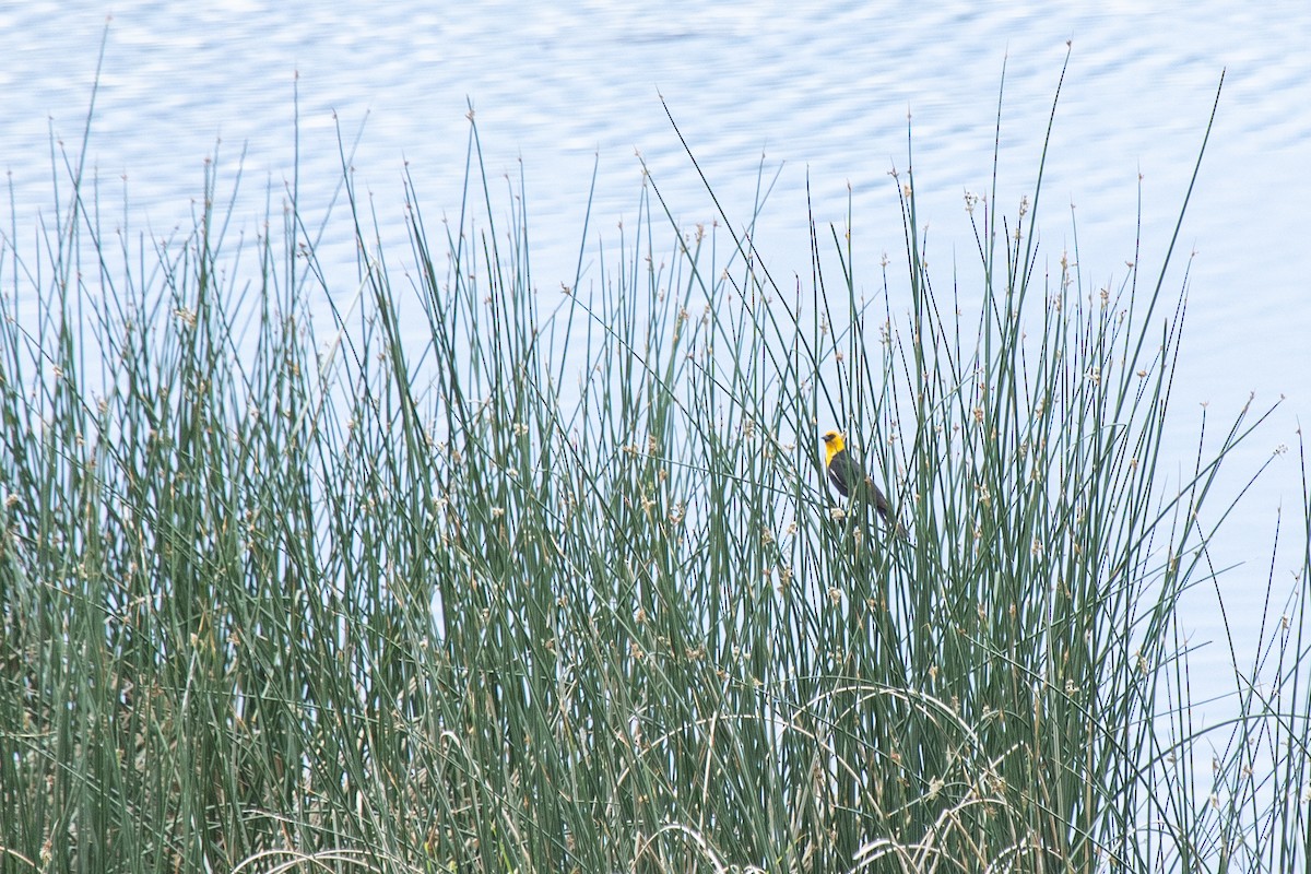 Yellow-headed Blackbird - ML589616031