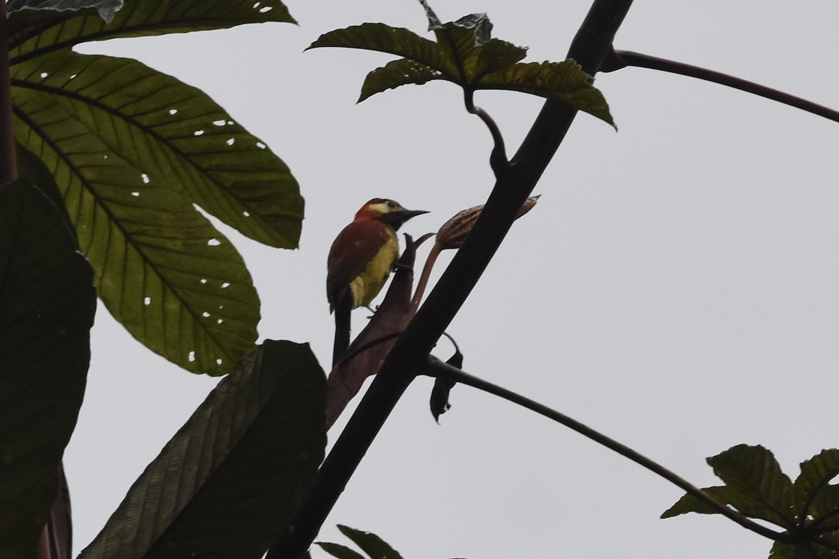 Crimson-mantled Woodpecker (Crimson-mantled) - ML589616241
