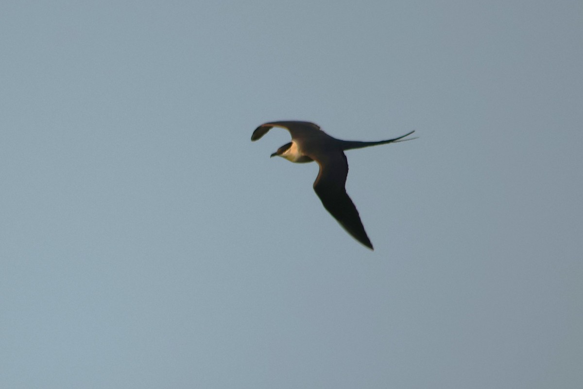 Long-tailed Jaeger - ML589617161