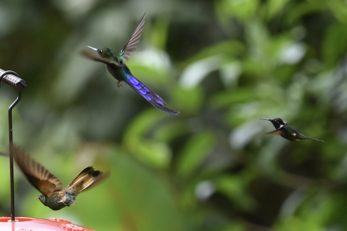 Violet-tailed Sylph - ML589618351