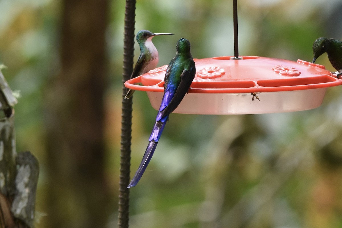Violet-tailed Sylph - ML589618411