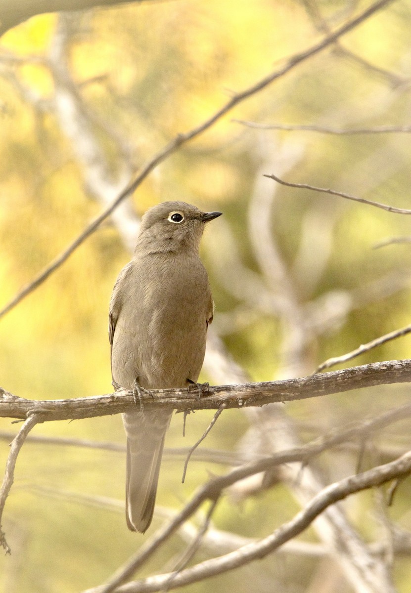 Townsend's Solitaire - ML589618611