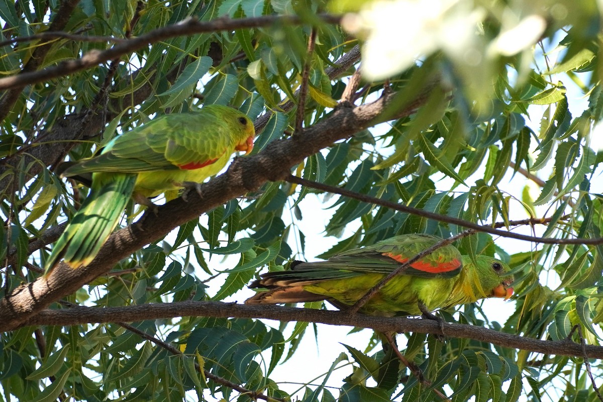 Red-winged Parrot - ML589618801
