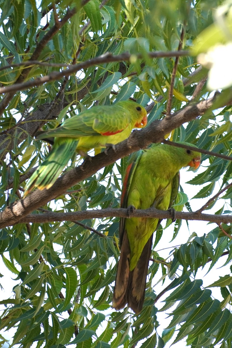 Red-winged Parrot - ML589618811