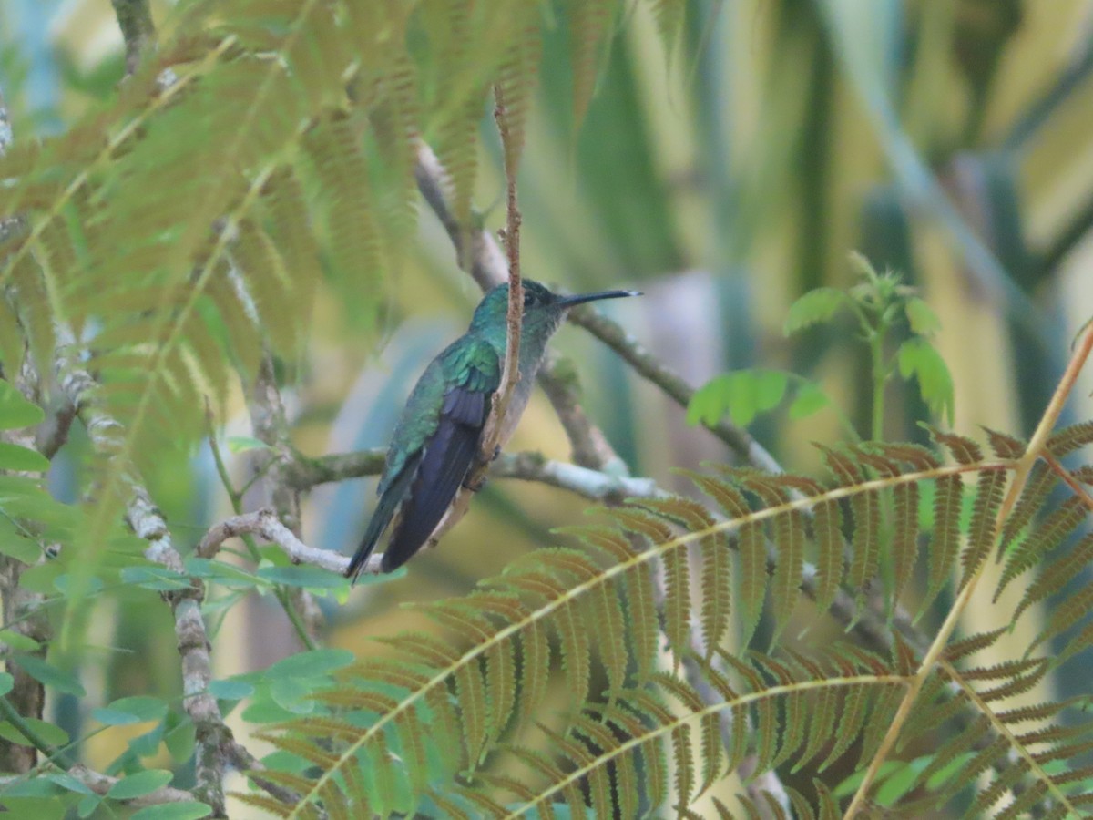 kolibřík skvrnitoprsý - ML589619541