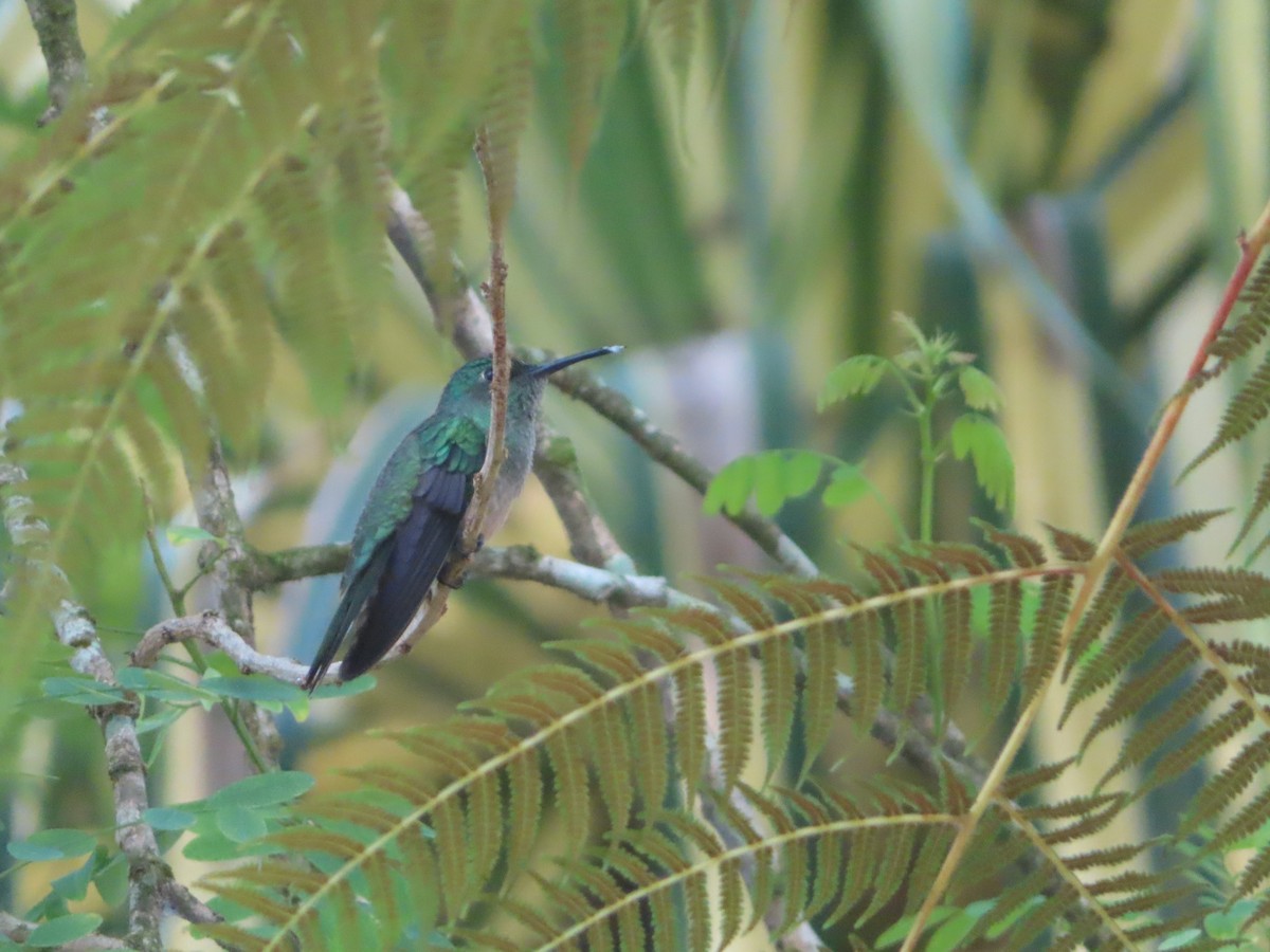 Scaly-breasted Hummingbird - Michelle Sopoliga
