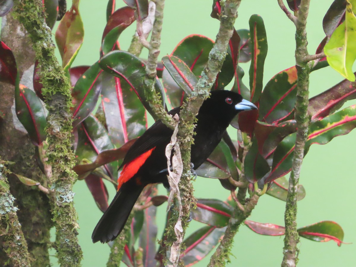 Scarlet-rumped Tanager - ML589619661
