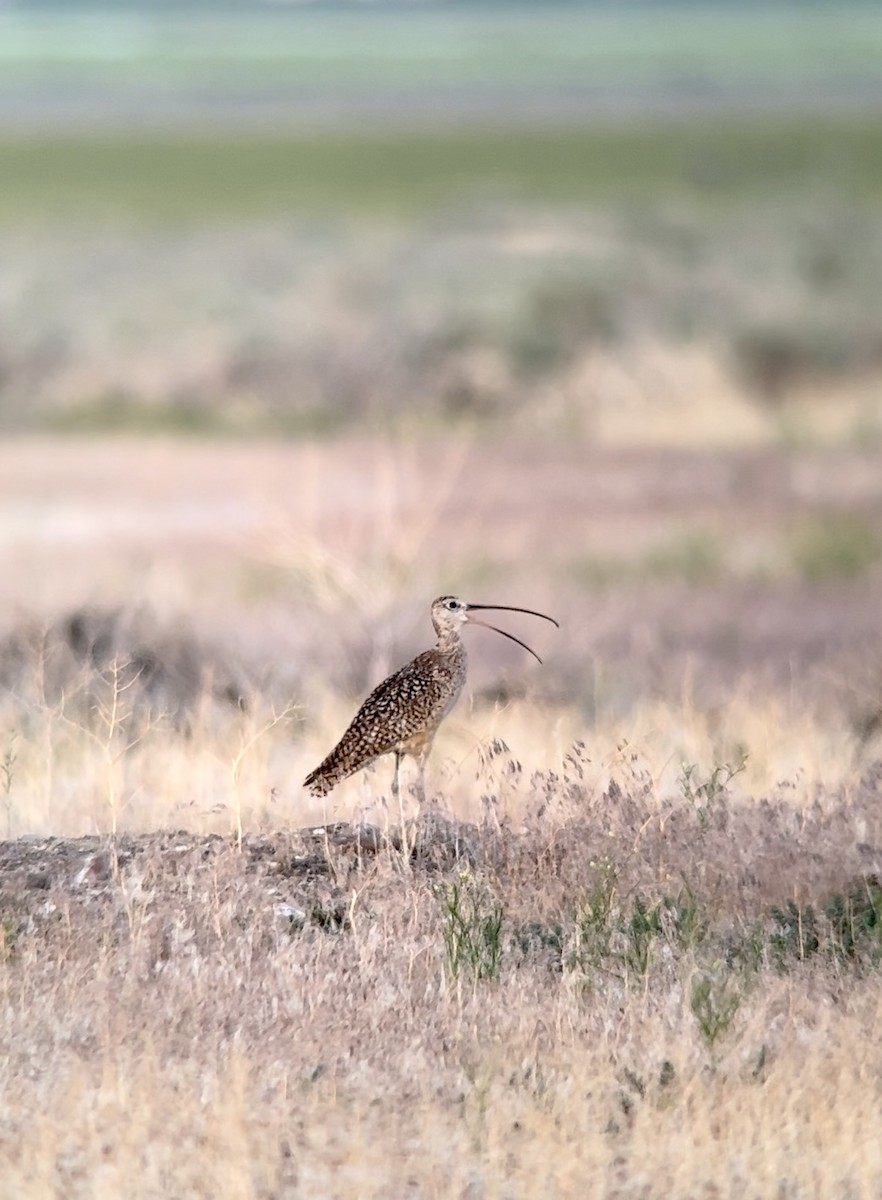 Long-billed Curlew - ML589621111