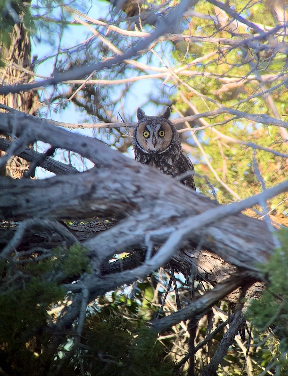 Long-eared Owl - ML589621591
