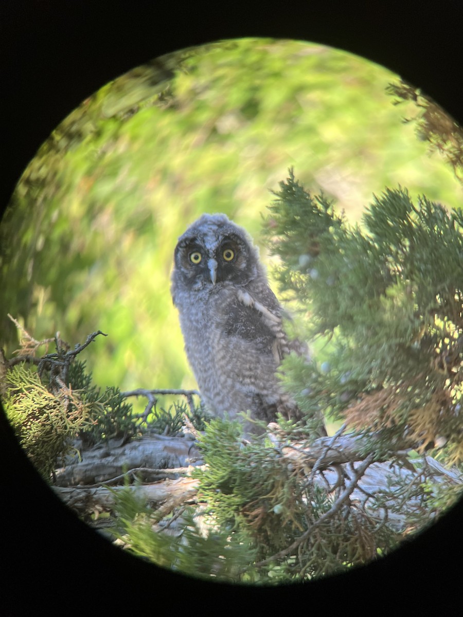 Long-eared Owl - ML589621611