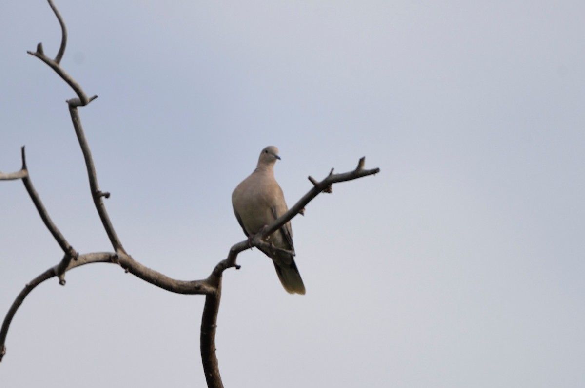 eBird Checklist 29 Jun 2023 Jordan River ParkwayFife Wetlands