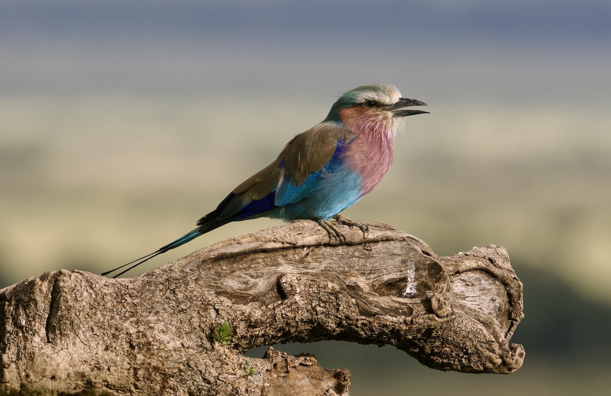 Lilac-breasted Roller - ML589625071