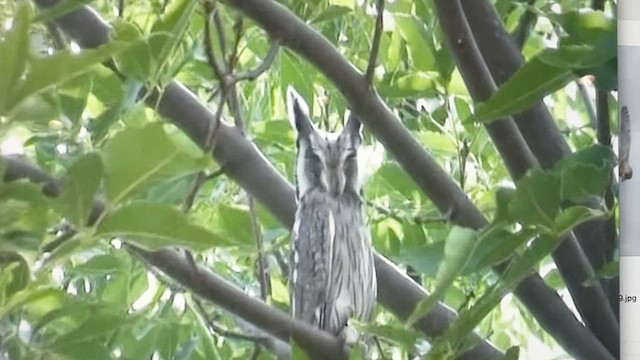 Southern White-faced Owl - ML589628101