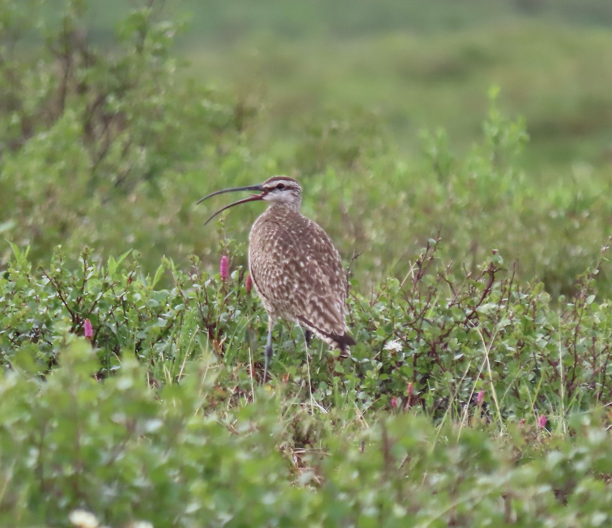 Whimbrel - Jeff Walters