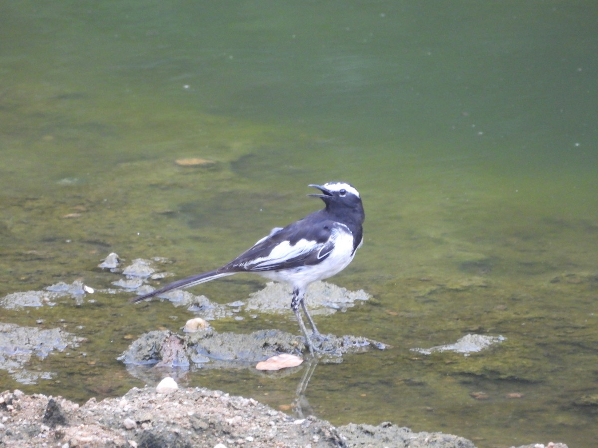 White-browed Wagtail - ML589629821