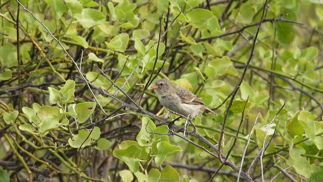  - Small Tree-Finch