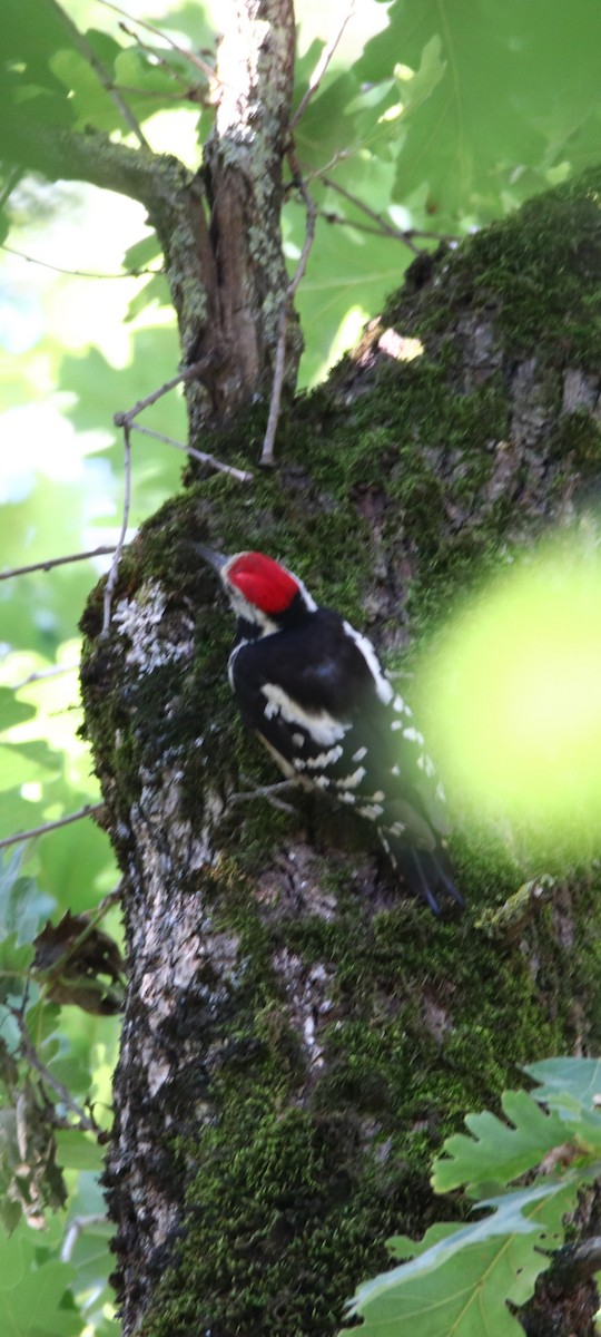 Middle Spotted Woodpecker - ML589631831