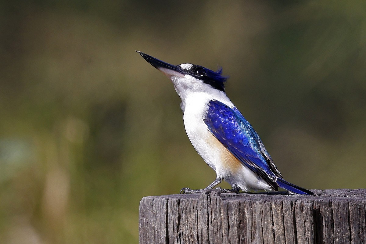 Forest Kingfisher - ML589631901