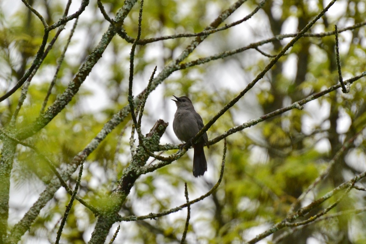 Gray Catbird - Epi Shemming