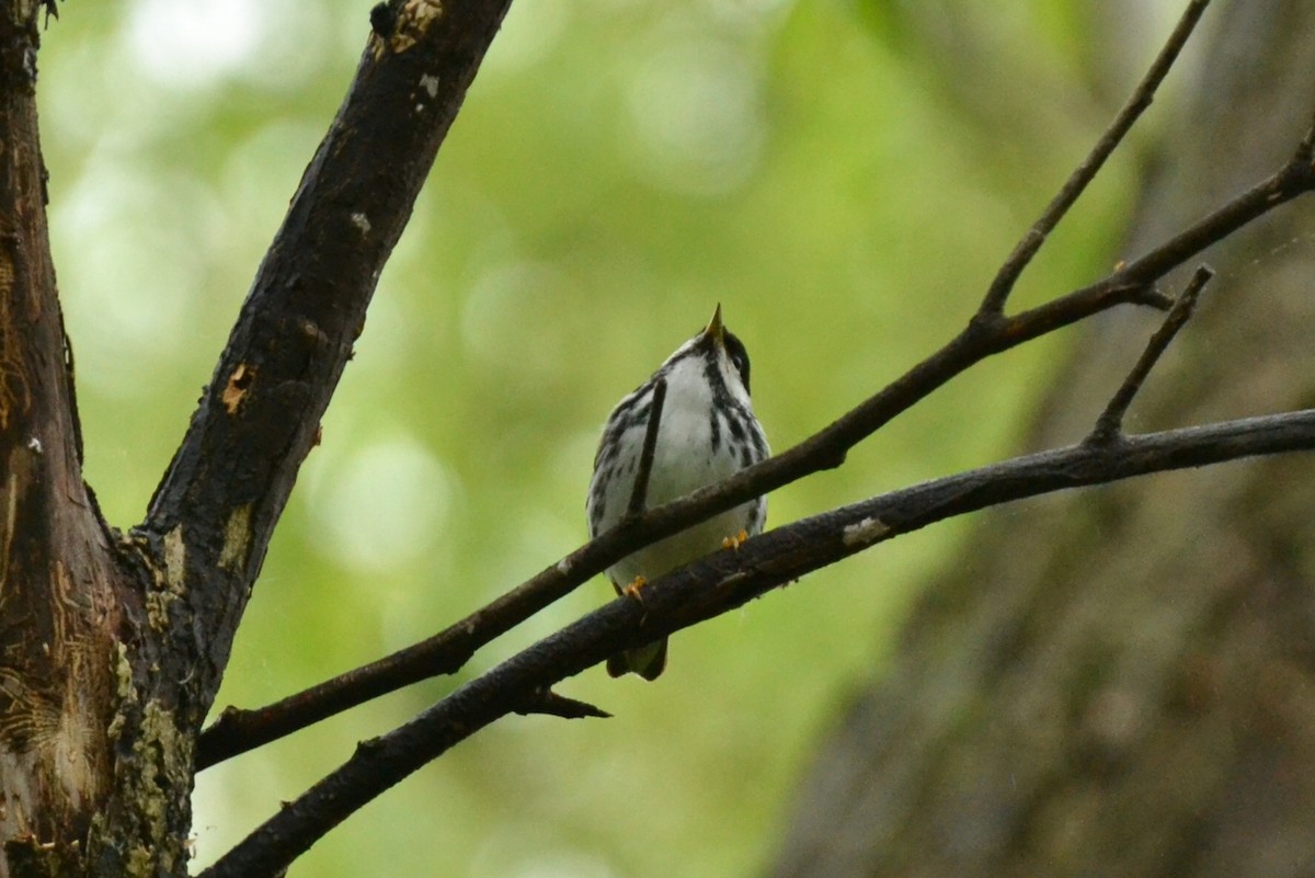 Blackpoll Warbler - Epi Shemming