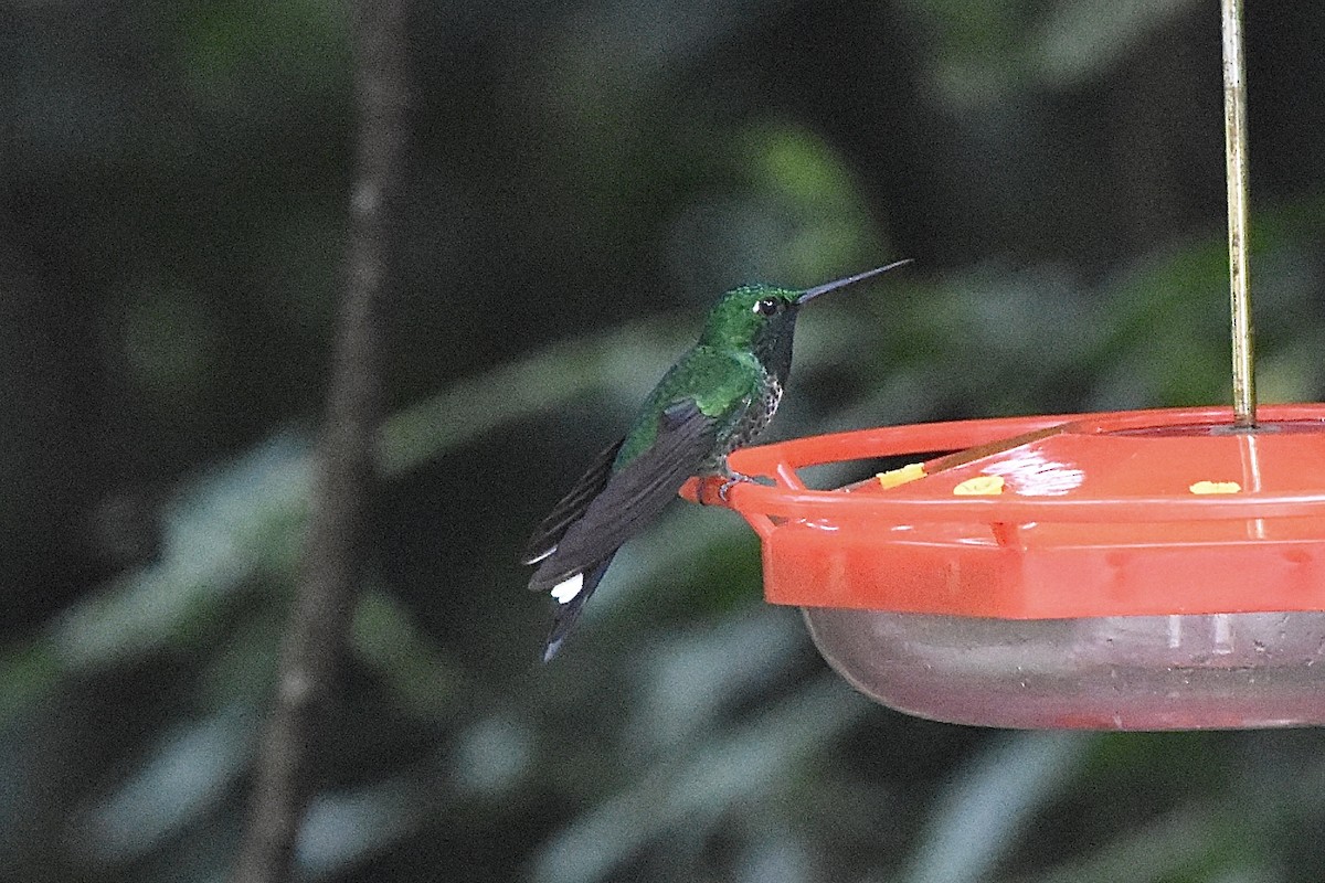 kolibřík rezavořitý - ML589633601