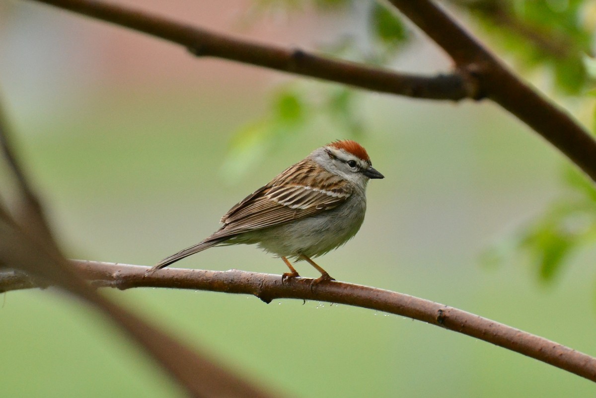 Chipping Sparrow - Epi Shemming