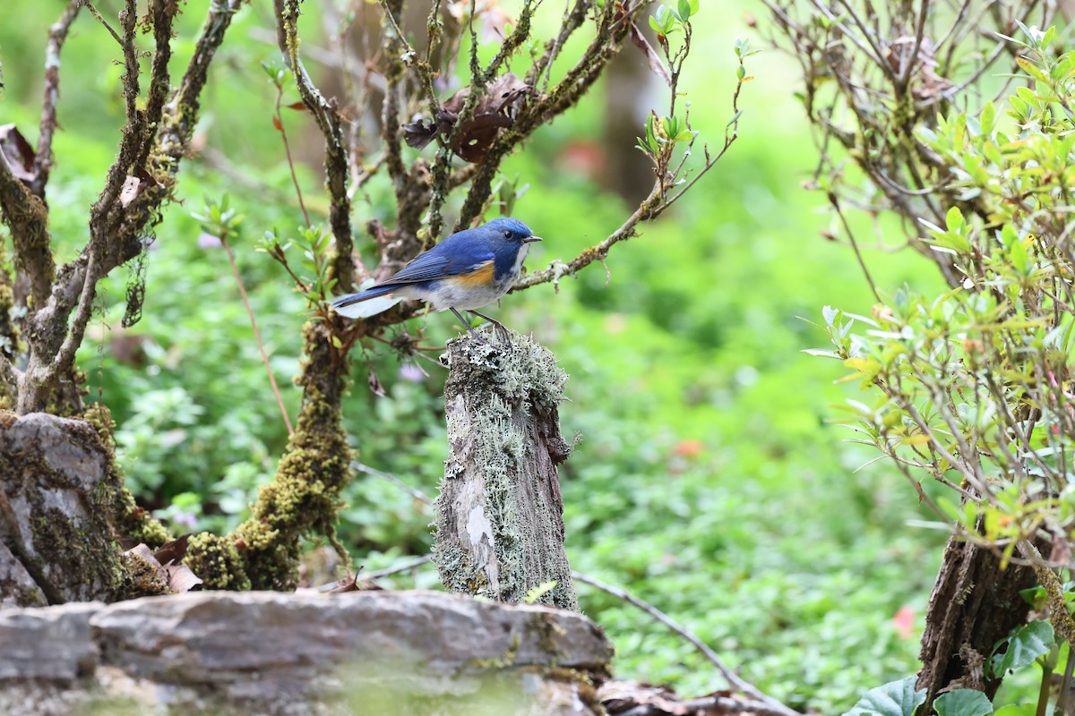Himalayan Bluetail - ML589634331