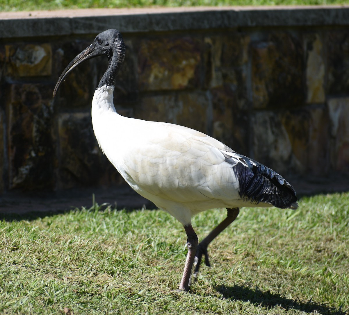 ibis australský - ML589635141