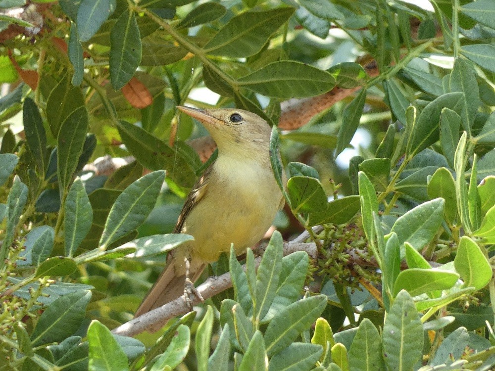 Melodious Warbler - ML589638051