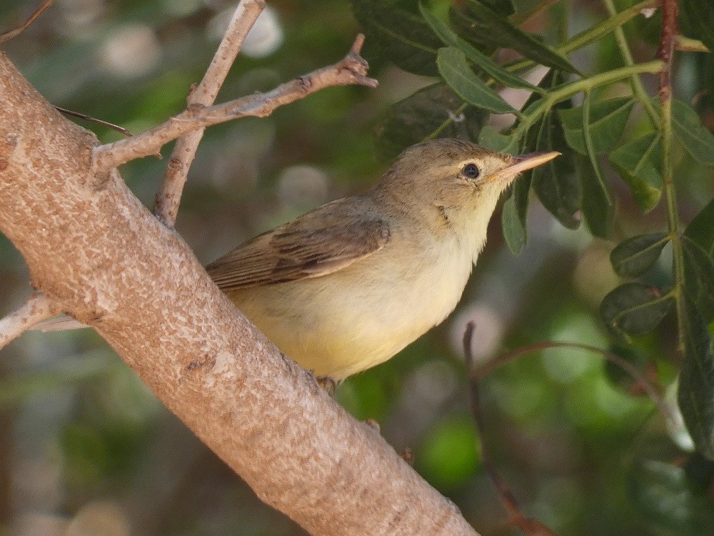 Melodious Warbler - ML589638061