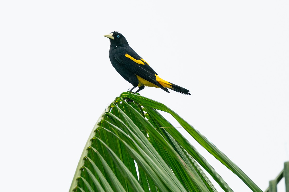 Yellow-rumped Cacique (Amazonian) - ML589638671