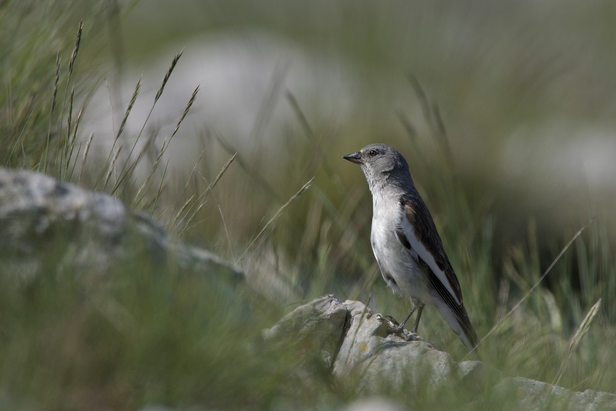 White-winged Snowfinch - ML589639751