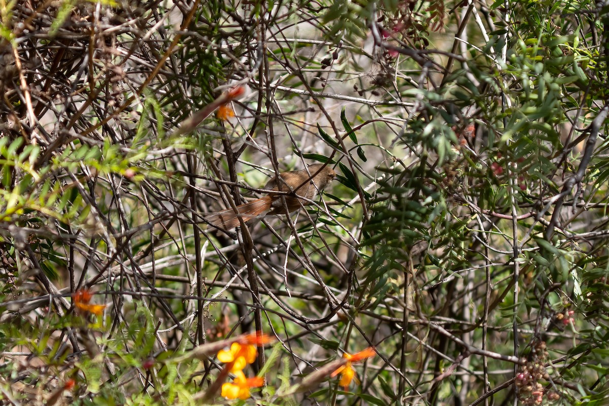 Rusty-fronted Canastero - ML589641201