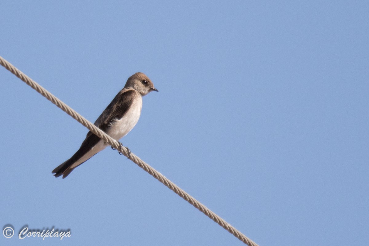 Northern Rough-winged Swallow - ML589643191