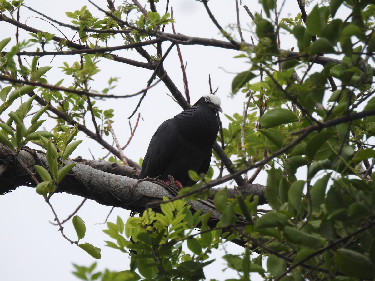 White-crowned Pigeon - ML589643531