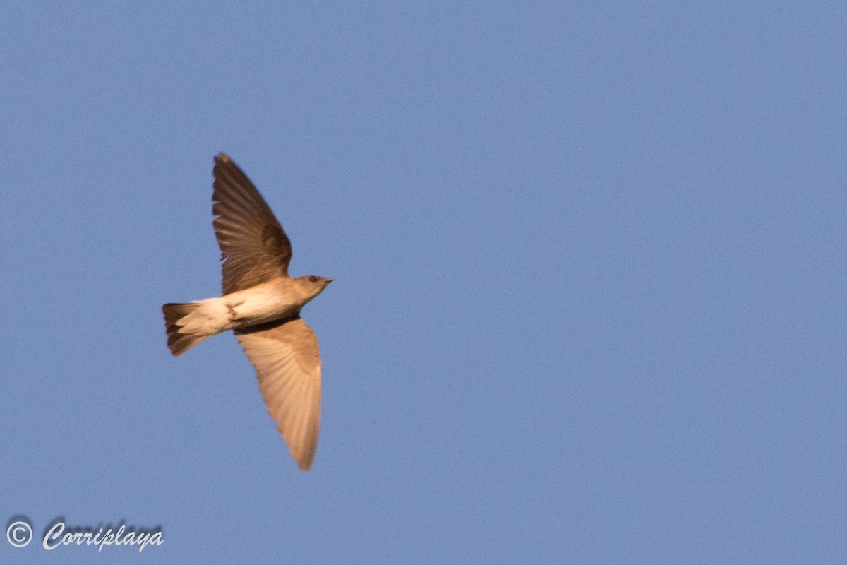 Northern Rough-winged Swallow - ML589644941