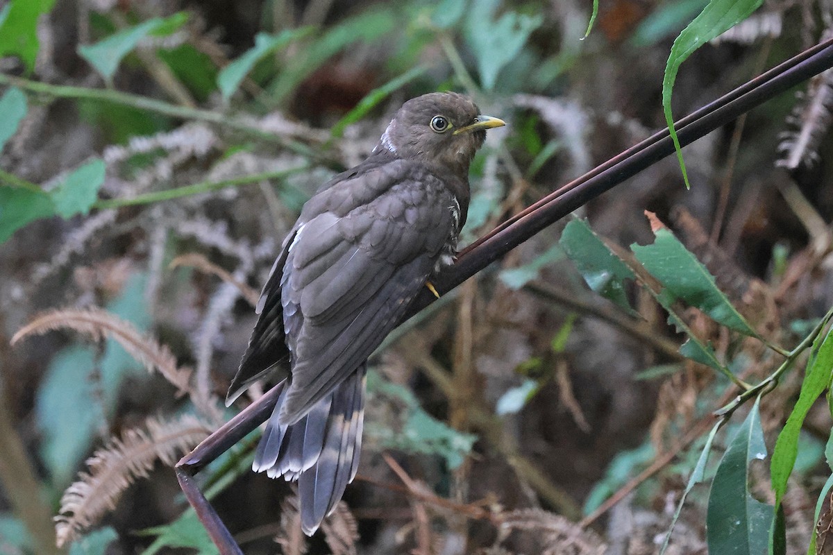 Dark Hawk-Cuckoo - Charley Hesse TROPICAL BIRDING
